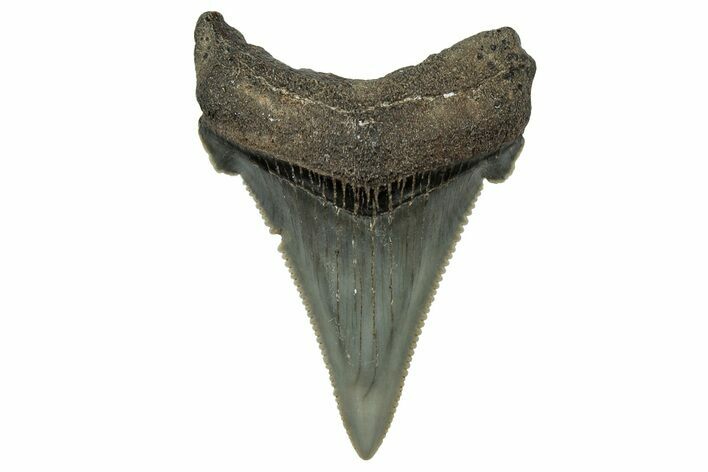 Serrated Angustidens Tooth - Megalodon Ancestor #302061
